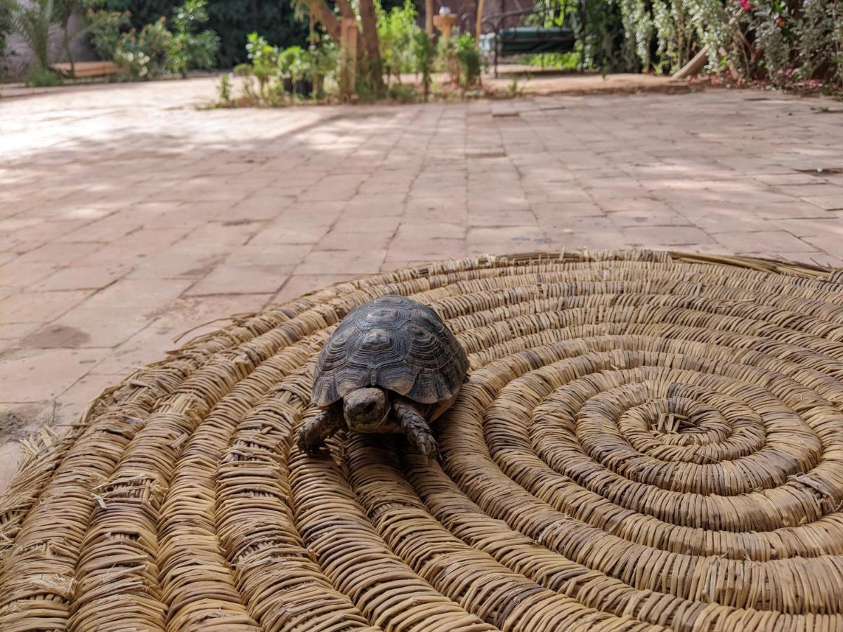 Dar Saafia Villa Marrakesh Luaran gambar