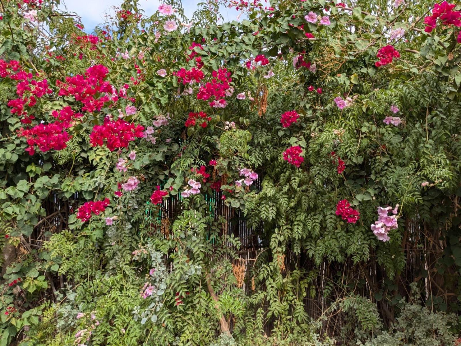 Dar Saafia Villa Marrakesh Luaran gambar
