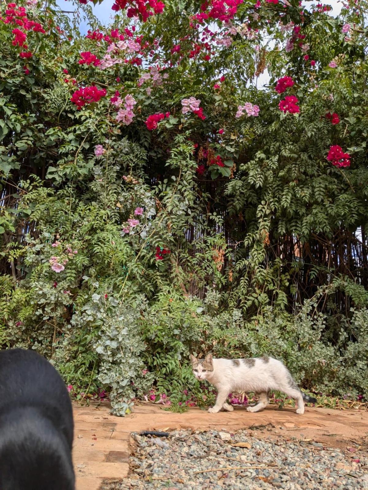 Dar Saafia Villa Marrakesh Luaran gambar